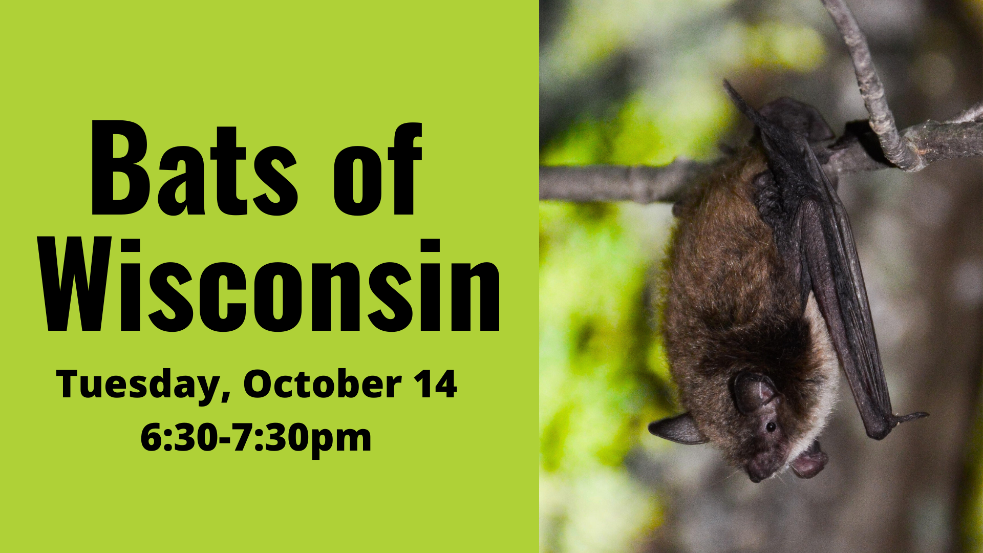 Bats of Wisconsin