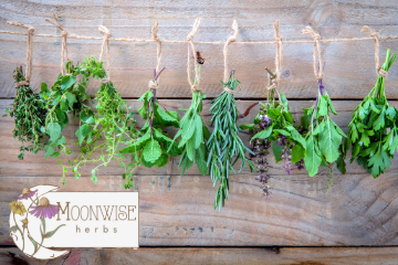 herbs hanging to dry with Moonwise Herbs logo