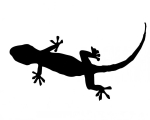 Illustrated image of the shadow of a black gecko on a white background.